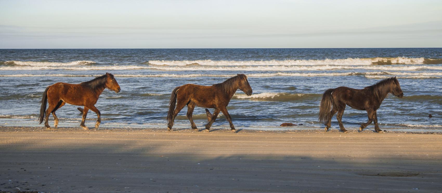 Wild horses roaming the shores of Corolla in the Outer Banks