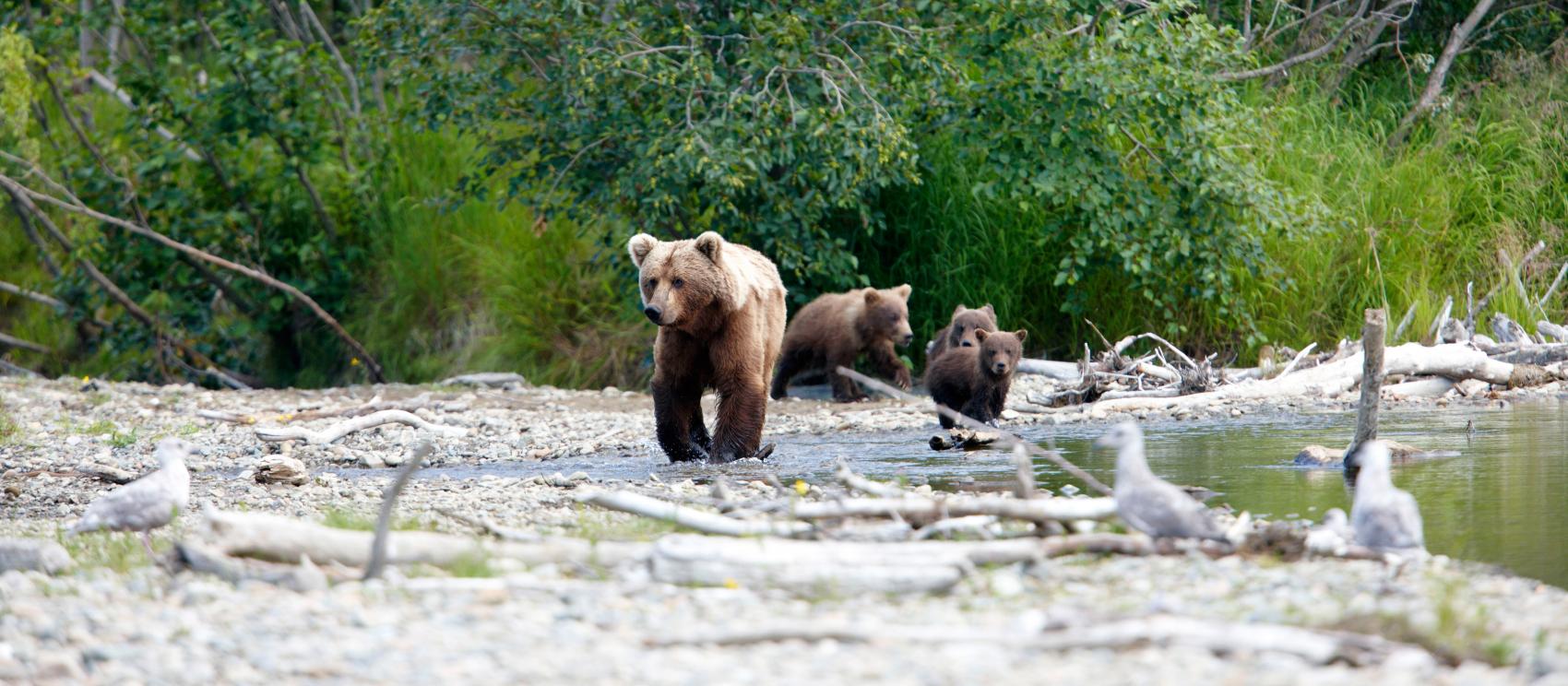 Brown bears in Katmai National Park Brown bears in Katmai National Park