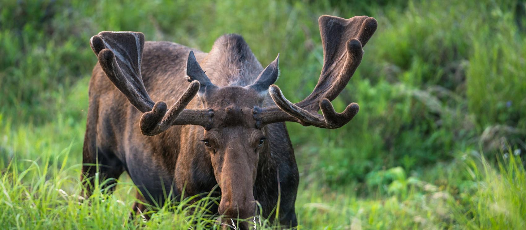 A moose on a sunny day in Anchorage A moose on a sunny day in Anchorage