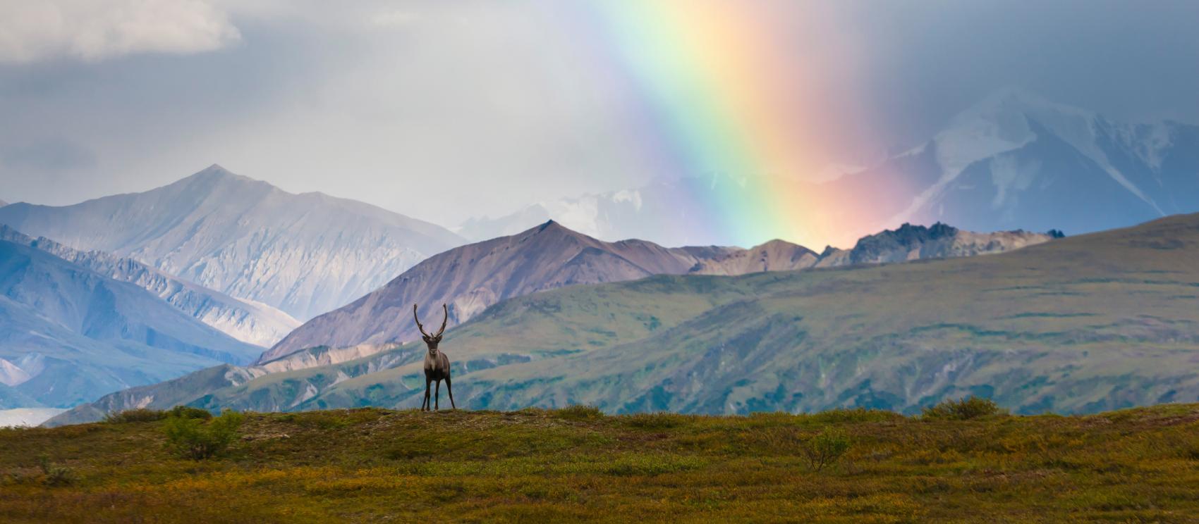A rainbow over Denali National Park A rainbow over Denali National Park
