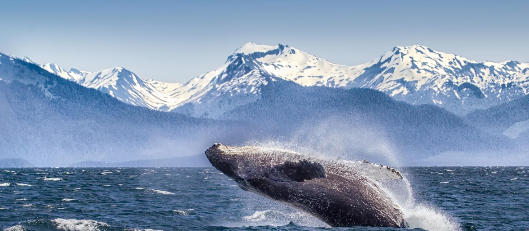 Whale sighting in the Bering Sea around the Aleutian Islands Whale sighting in the Bering Sea around the Aleutian Islands