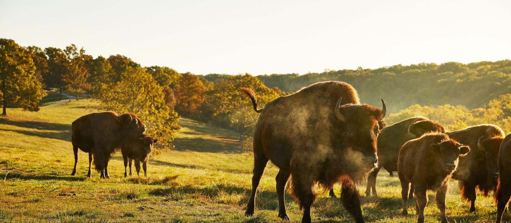 Bison and other native wildlife roam Dogwood Canyon Nature Park in Lampe