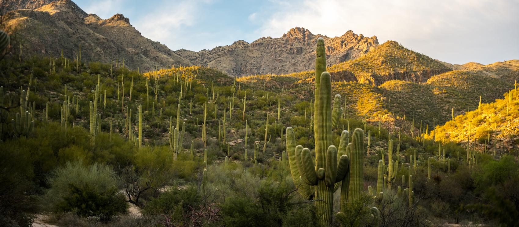 Sabino Canyon in the Sonoran Desert near Tucson Sabino Canyon in the Sonoran Desert near Tucson