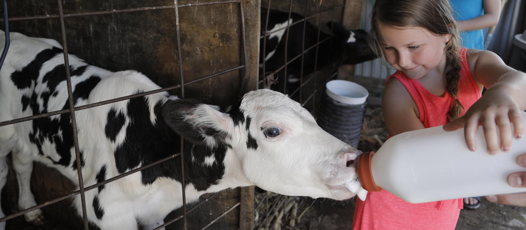 Feeding calves at Hansen’s Dairy in Hudson 