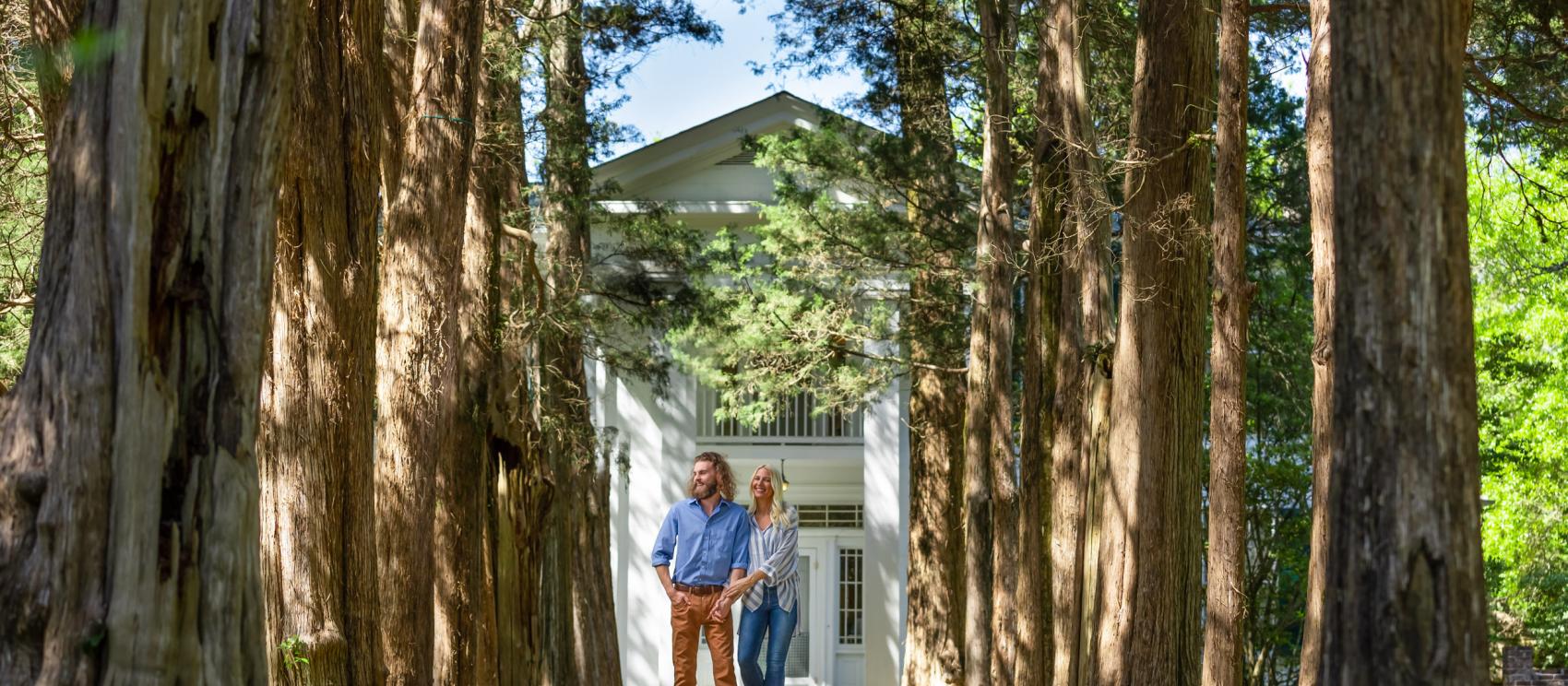 Storied red cedar trees outside Rowan Oak, the Oxford home of writer William Faulkner